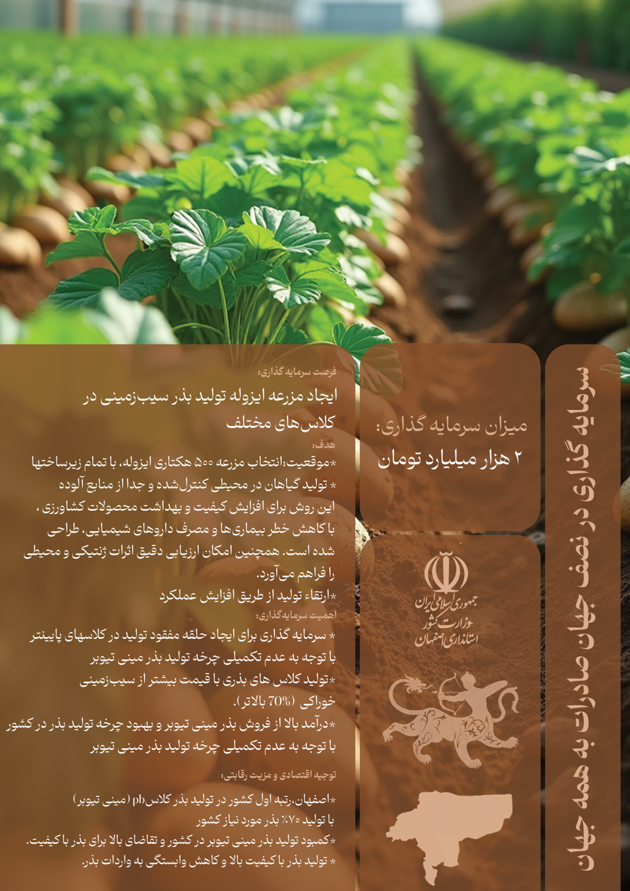 سیب زمینی Large